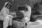 A toast to the urban honeybee