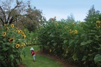 2012 AILA National Landscape Architecture Award: Planning