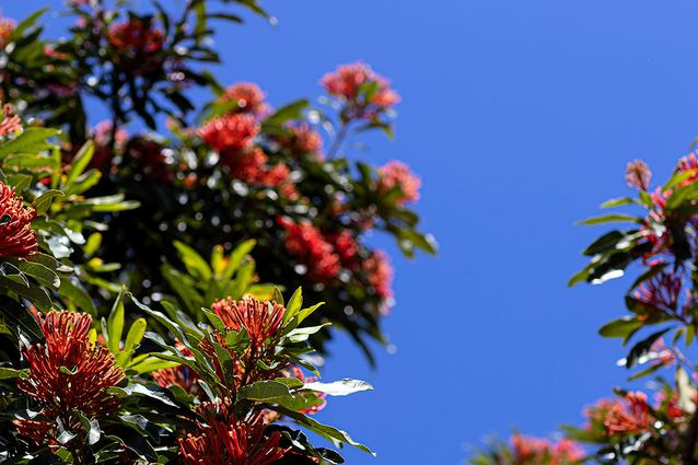 Research survey invites architects and allies to reflect on Country-centred national competencies