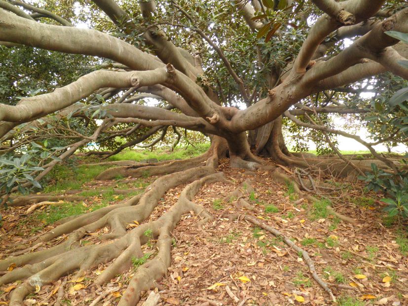 Natural selection Victorian trees vie for most popular laurel