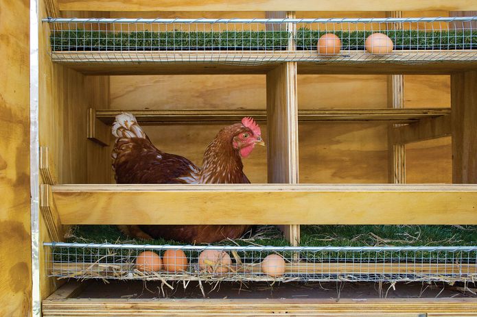 Chicken Coop Architectureau