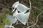 Saving seeds: Conserving our natural heritage