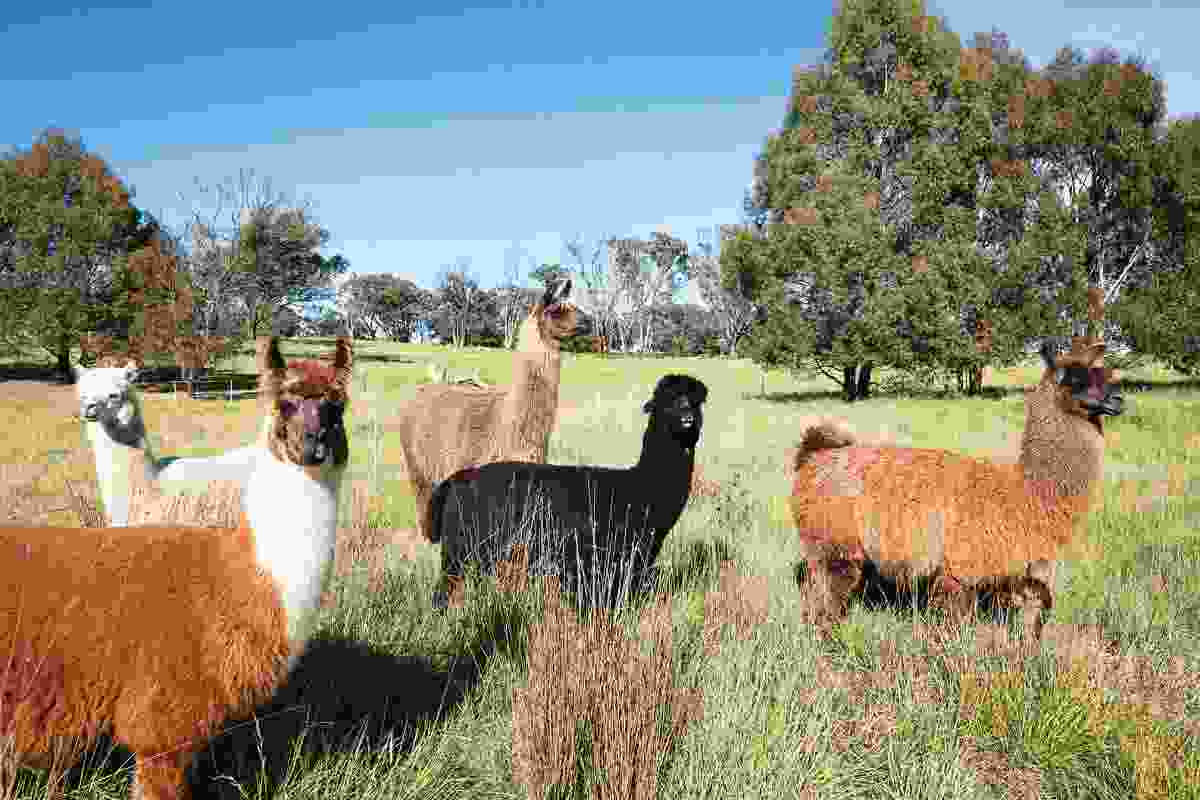 Alpacas, llamas, sheep and pastured poultry help manage the grassland and recycle nutrients for the vegetable gardens.