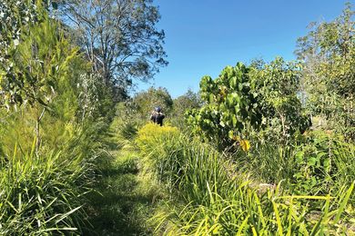 Forest planting at the Brolga Lakes development, where a research hub monitors the plants and  the site ecology.