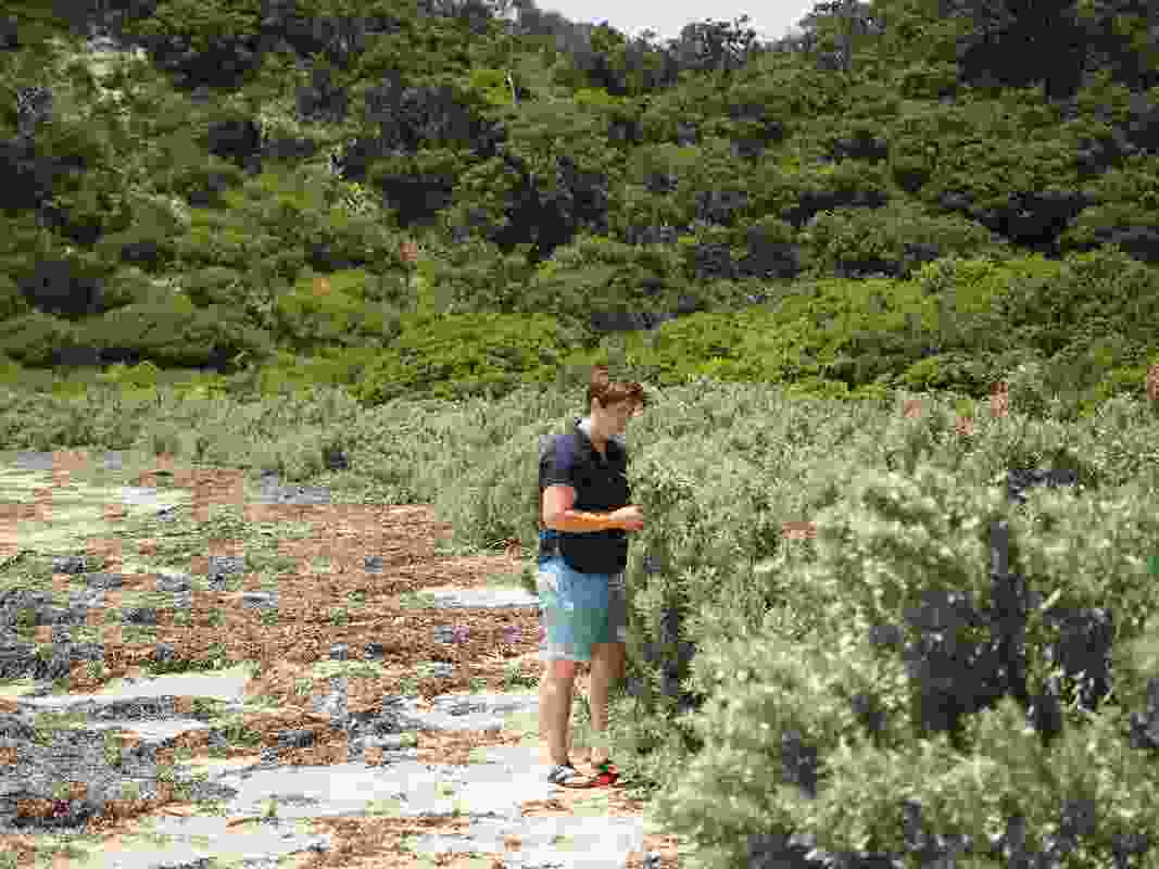 Foraging for edible plants along the coast has helped to strengthen Jess Hodge’s understanding of endemic species.