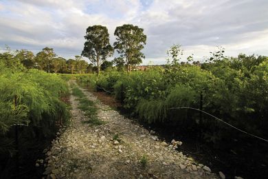 Rouse Hill Landscape Restoration.