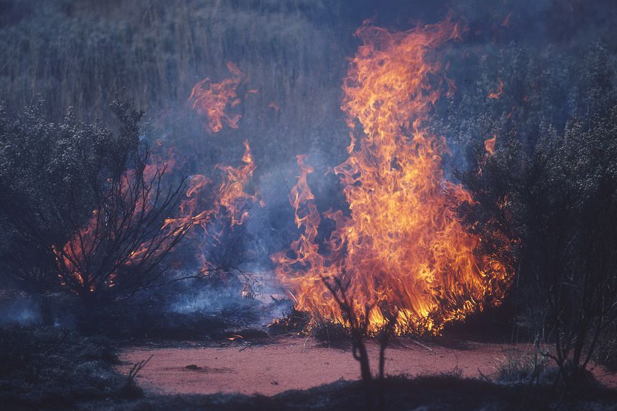 International Federation of Landscape Architects declares climate and biodiversity loss emergency