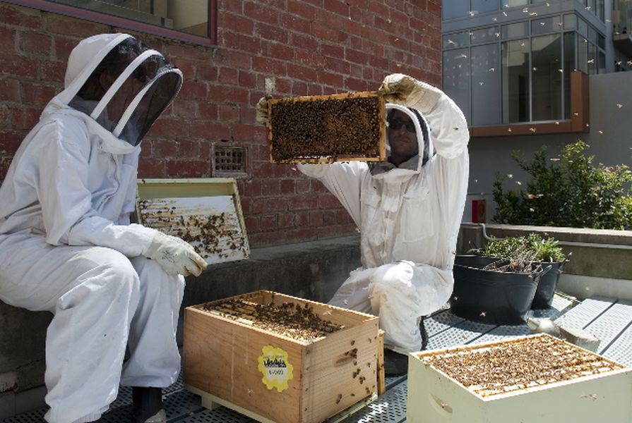 Vanessa (left) and Mat (right) assess the health of their Melbourne rooftop hives. 