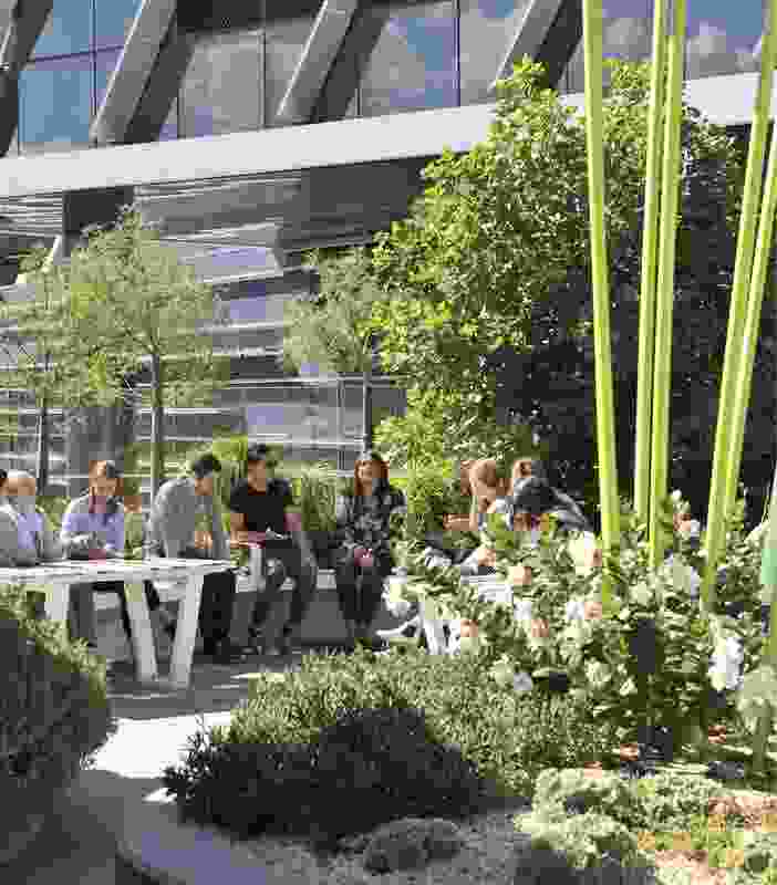 Hardy, drought-tolerant diversity: The Level 7 rooftop terrace of the Victorian Comprehensive Cancer Centre assembles more than a hundred dryland plants from around the world.