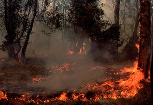 "Be open and listen": Tim Hart on landscape architecture and post-bushfire recovery