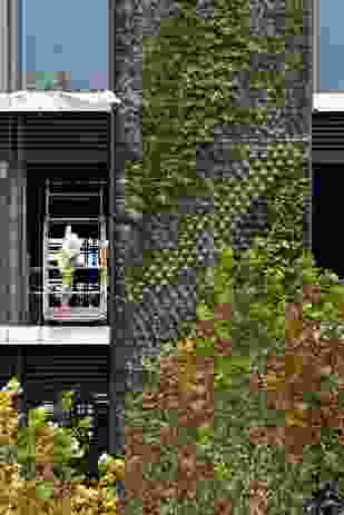 Vertical garden by Patrick Blanc at One Central Park, Sydney.