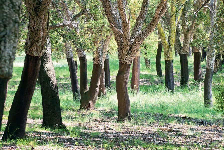 The eighty-year-old cork oak forest at the National Arboretum Canberra.