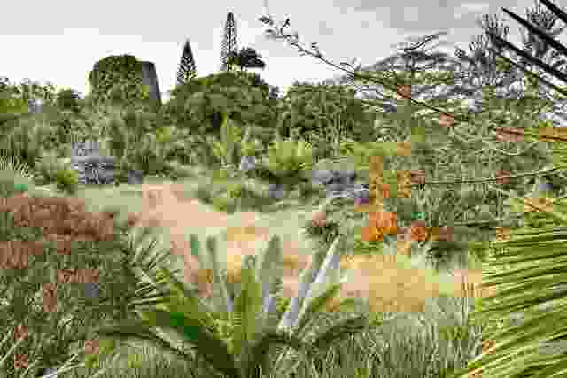 At Golden Rock Inn, Dioon edule, Encephalartos and Cycus spp. are planted above a broad expanse of Spartina bakeri.