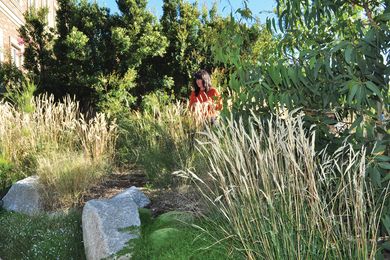 Charles House garden: Scleranthus biflorus (cushion bush) grows around granite boulders and clumps of grasses capture the golden morning light.