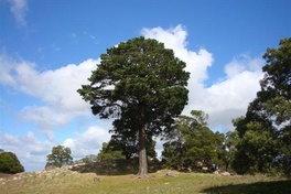 Nominations open: 2019 Victorian Tree of the Year contest