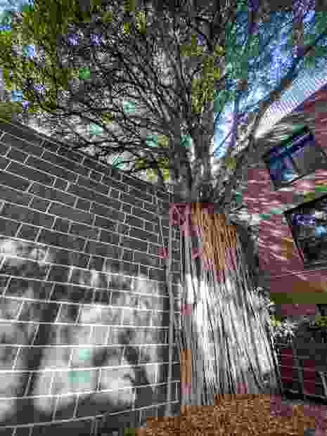 Voting opens for 2021 Victorian Tree of the Year | Landscape Australia