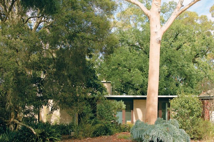 In Beddison Swift House, the siting of the house was carefully planned around established gum trees.