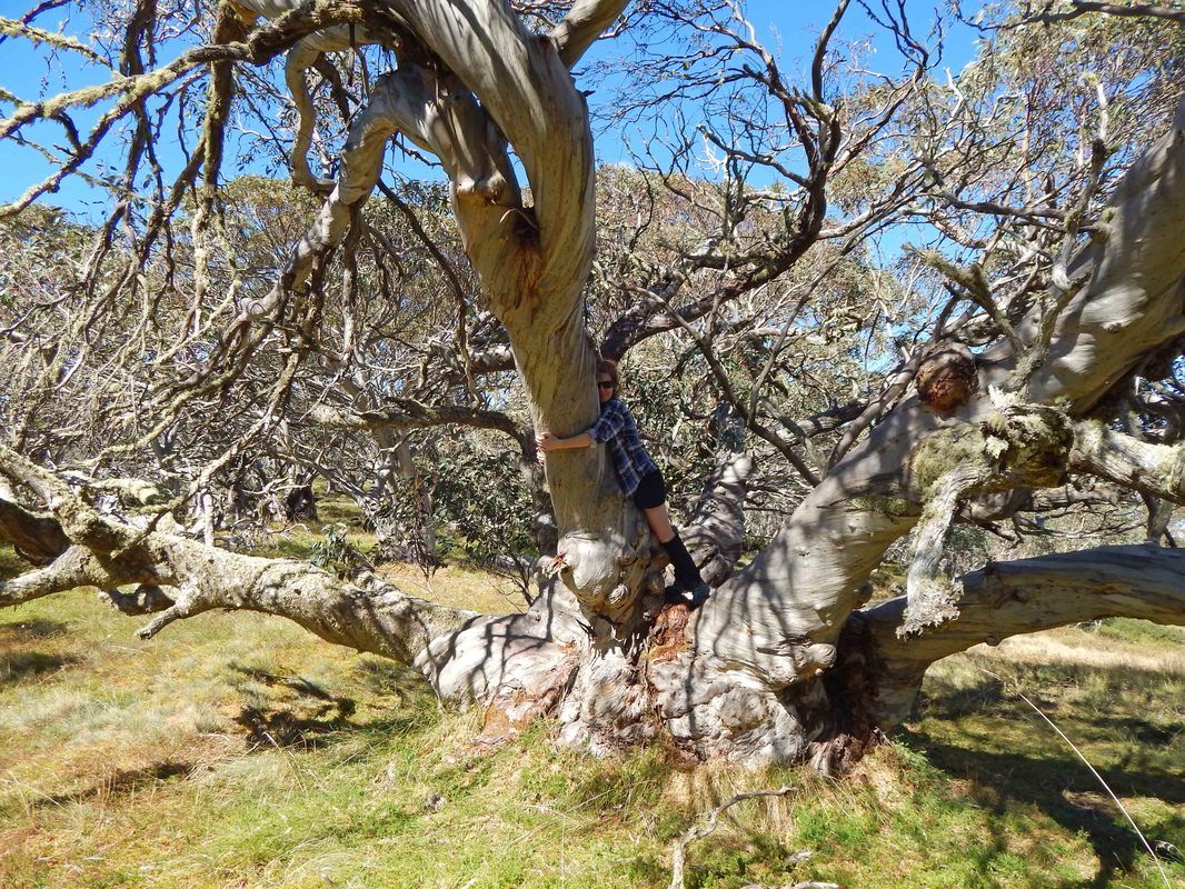 2019 Victorian Tree of the Year announced Landscape Australia