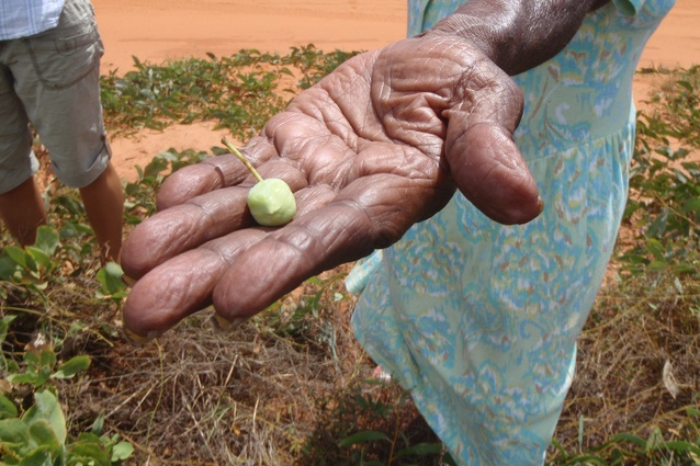 Cissy Djiaween presenting Terminalia ferdinandiana fruit.