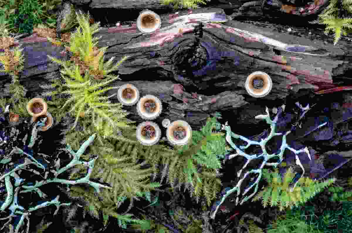 A composite of lichens and fungi can help to recycle organic matter, unlocking nutrients and making them available to other organisms.