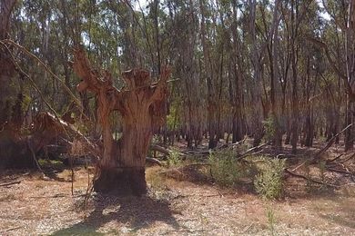 Ring trees were made by binding young branches of young trees with reeds. As the tree grew, it formed a ring.