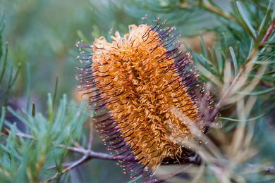 2019 Australian Institute of Horticulture Conference: Horticulture and Humanity