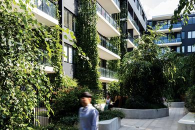 Within the communal courtyard of the Eve Apartments plantings of blue thunbergia, star jasmine and kangaroo vine provide privacy and passive cooling benefits to the project’s residents.