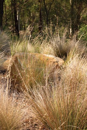 Forest Edge Garden | Landscape Australia