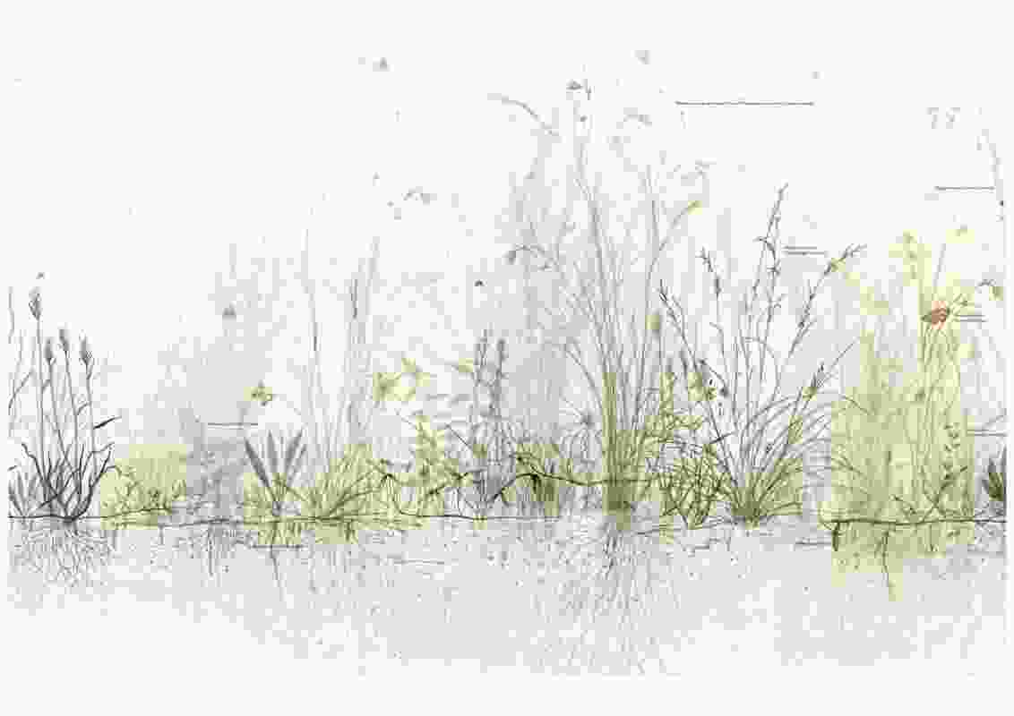 A snippet from a 10-metre-long drawing made for Grassland Tales, which follows two cycles of growth and dormancy.