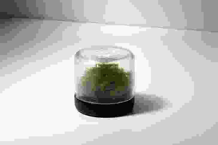 Ball of moss and stone