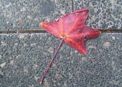 Cunning faux-paving detail to grease trap lid, in Autumn.