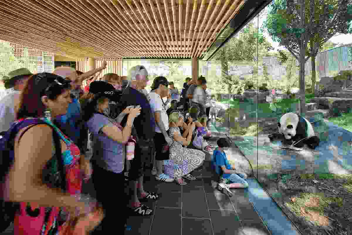 A chilled rock in the freestanding viewing pavilion passes under the glass, coaxing the resident panda closer to the audience.