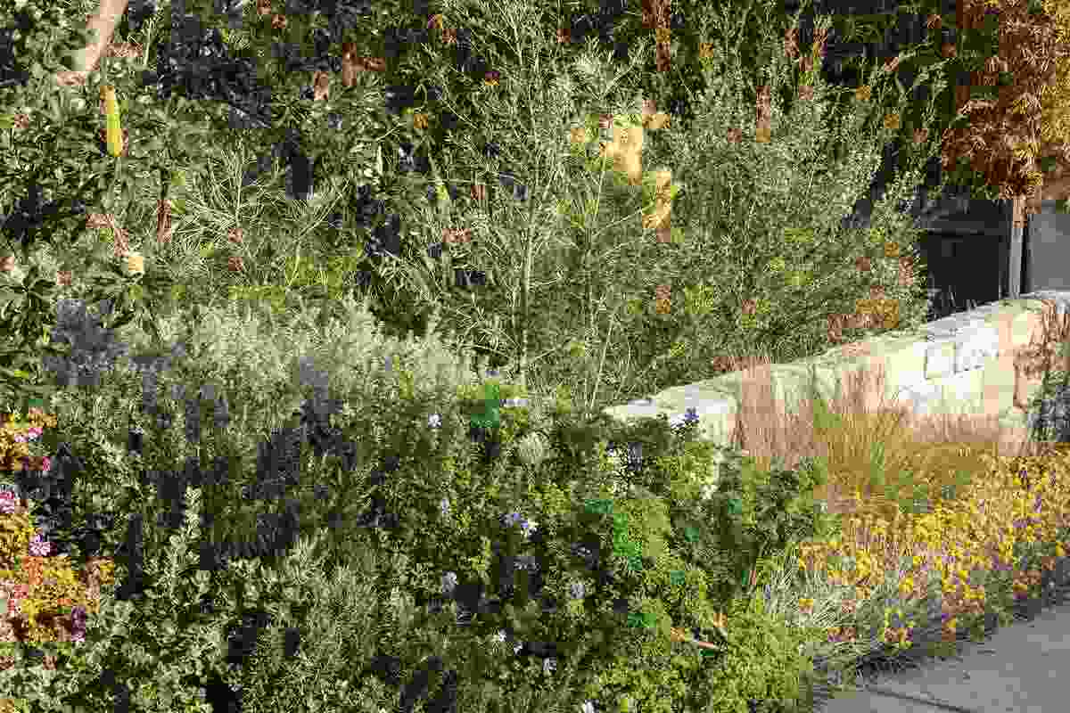 The house’s front garden spills toward the street, blurring the boundaries between the public and private realms; planting references the site’s former ecology.