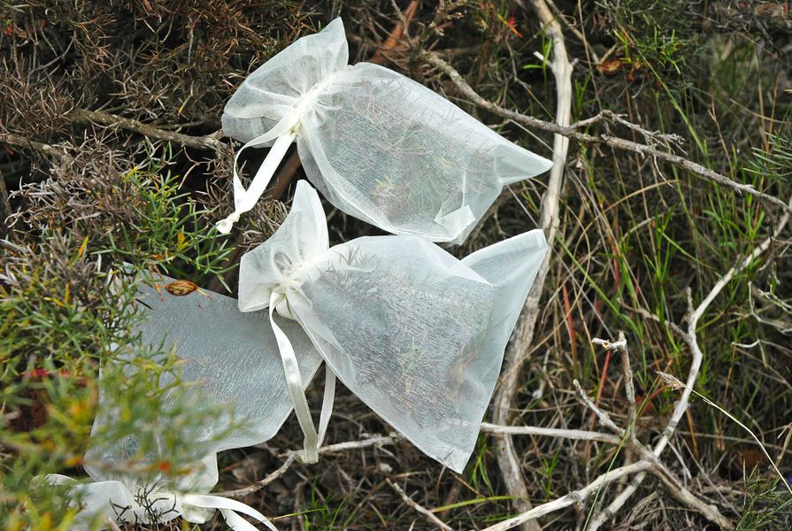Bagging developing fruits of grevillea helps to ensure mature seed is collected.
