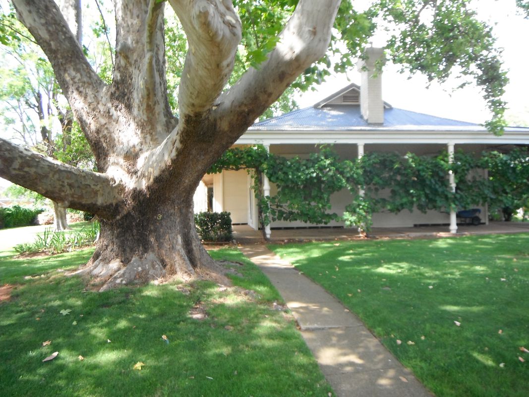 2019 Victorian Tree of the Year announced Landscape Australia