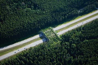 The animal crossing overpass in Banff National Park, part of the Yellowstone to Yukon Conservation Initiative.