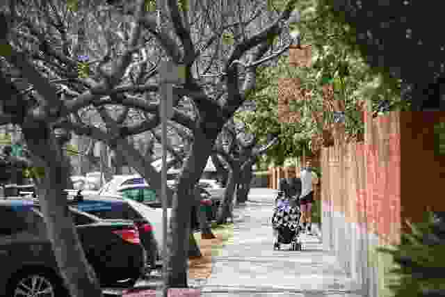 Sustainable streets – Tree diversity and resilience planning through our street tree master plan and species list by City of Sydney