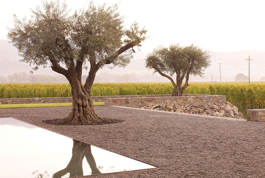 Designed by Andrea Cochran (an international speaker at the 2011 Australian Landscape Conference), specimen olives anchor the planar landscape at Walden Studios, California.