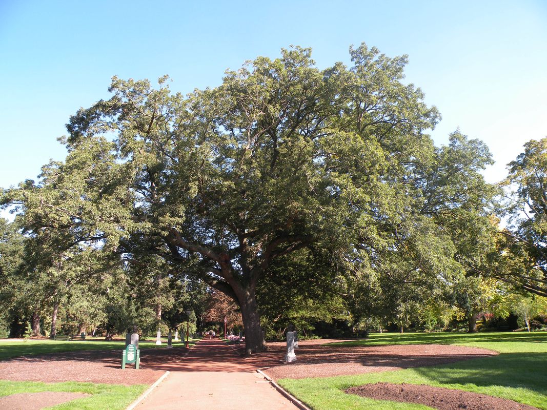 2019 Victorian Tree of the Year announced Landscape Australia