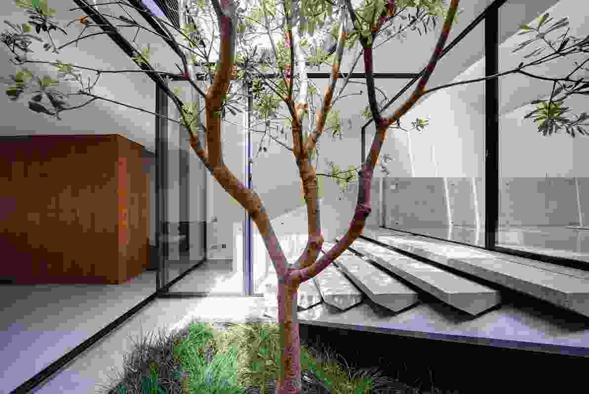 A central courtyard on the first floor divides the two volumes of the terrace, with the roof cut out around a silvery green banksia integrifolia.