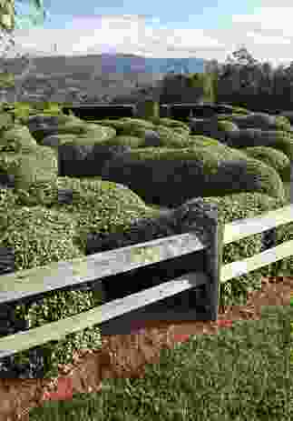 The sculpted forms of the Elaeagnus pungens (silverberry) maze at Ooralba Estate recall
the coastal shrub banks of eastern Australia.