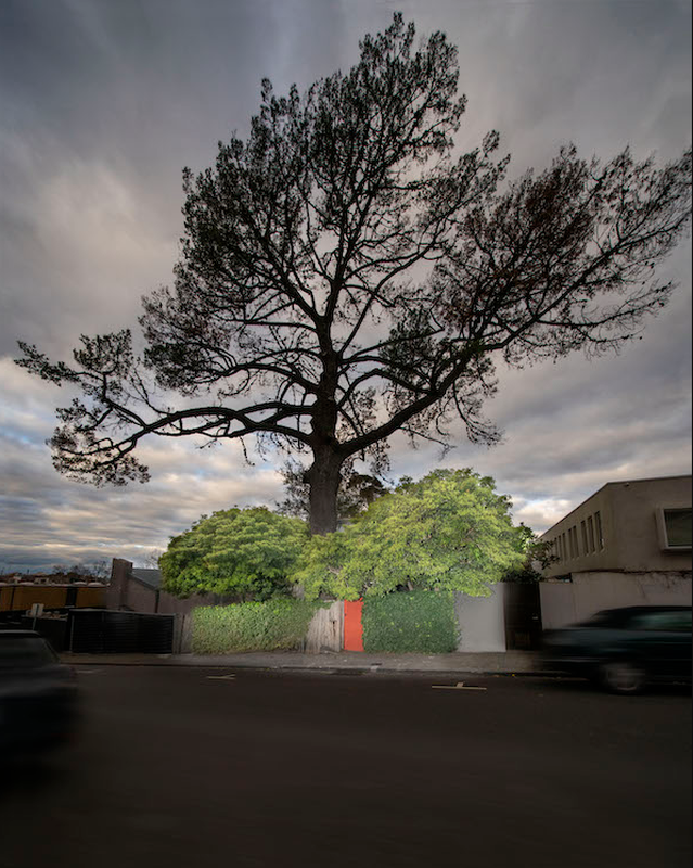 Crowdfunding sought to replant tree sheltering Boyd's Walsh Street House