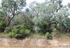 In the Melbourne suburb of Lysterfield, a mesic shift from degraded fire-prone sclerophyll forest to dry rainforest, less vulnerable to bushfires, has been taking place