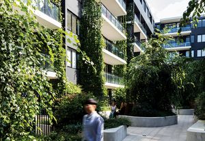 Within the communal courtyard of the Eve Apartments plantings of blue thunbergia, star jasmine and kangaroo vine provide privacy and passive cooling benefits to the project’s residents.