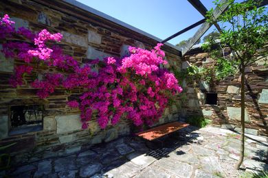 A flowering creeper splashes colour onto the stone walls of the Baker House’s internal courtyard.