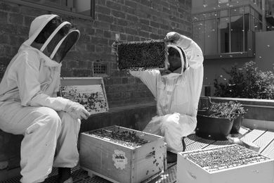 Vanessa (left) and Mat (right) Vanessa assess the health of the hives. 