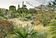 At Golden Rock Inn, Dioon edule, Encephalartos and Cycus spp. are planted above a broad expanse of Spartina bakeri.