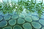 2018 Landscape Australia Conference to explore opportunities of the ‘Asian century’