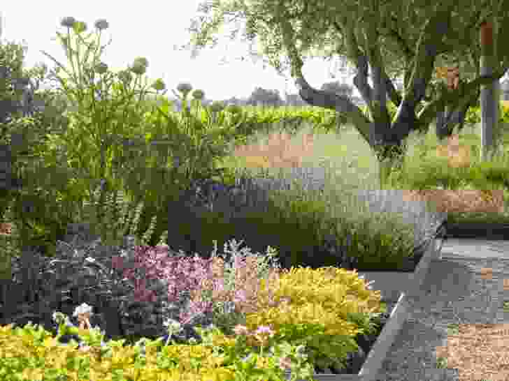 Medlock Ames Tasting Room and Alexander Valley Bar landscapes (California) by Nelson Byrd Woltz Landscape Architects