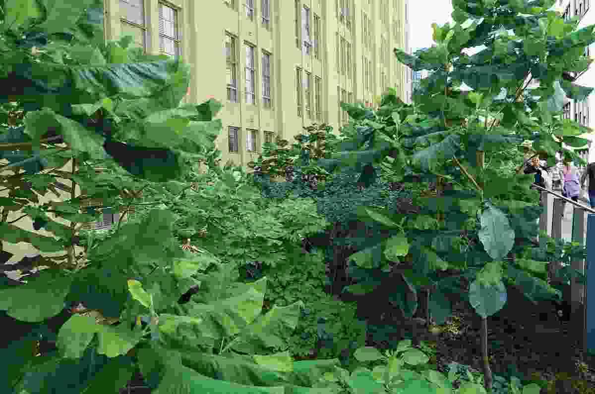 Due to their elevated nature, the High Line gardens must endure tough conditions, freezing more quickly and heating up more rapidly than other New York gardens.
